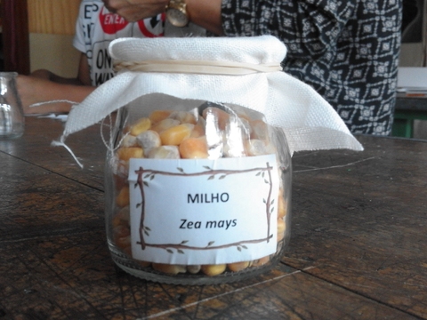 Sementes de milho